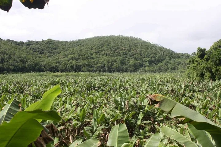 #FA-25193 - Fazenda para Venda em Jacupiranga - SP