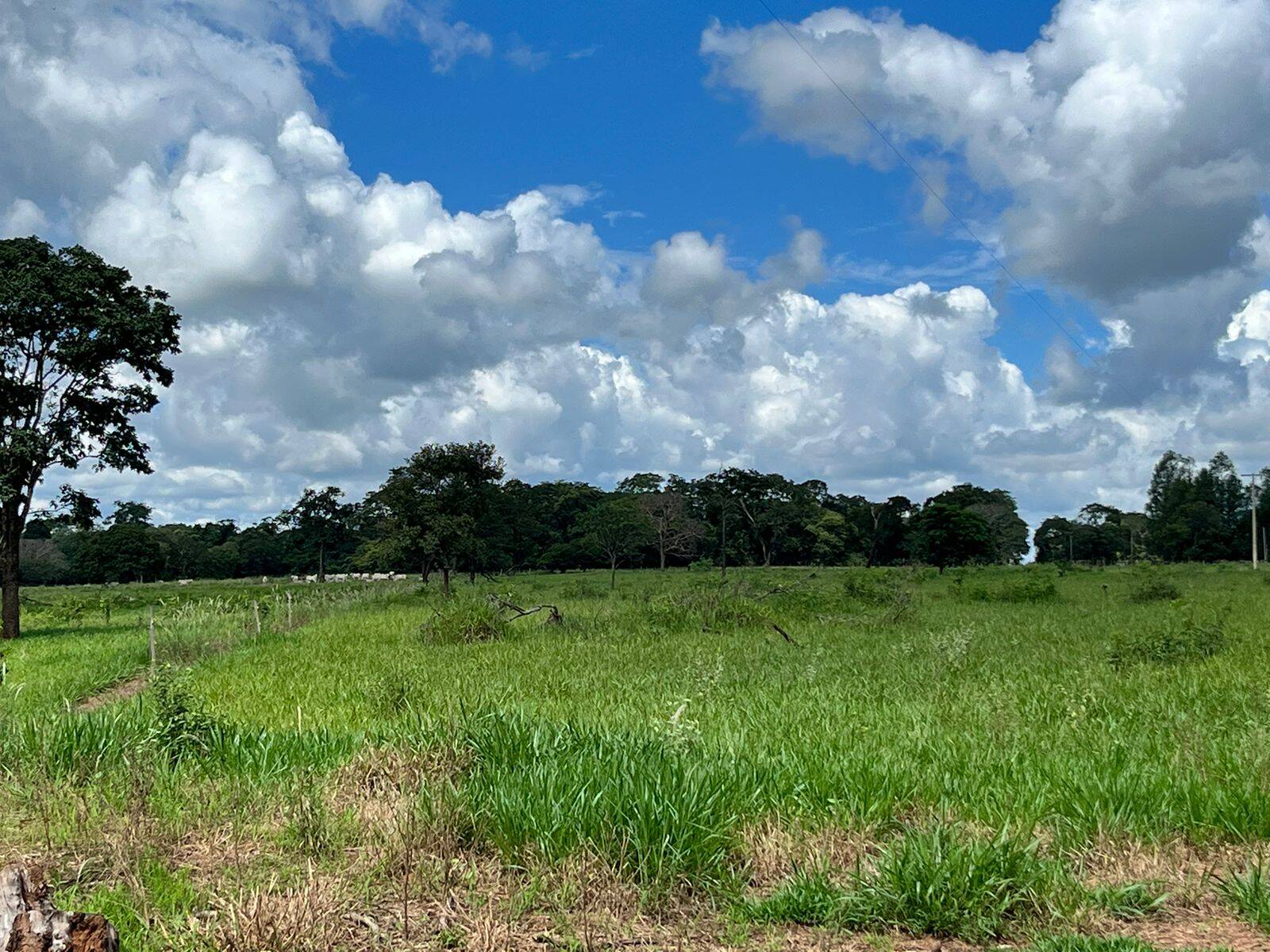 #FA-25231 - Fazenda para Venda em São Carlos - SP