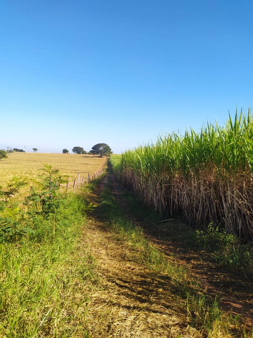 #FA-25233 - Fazenda para Venda em Magda - SP