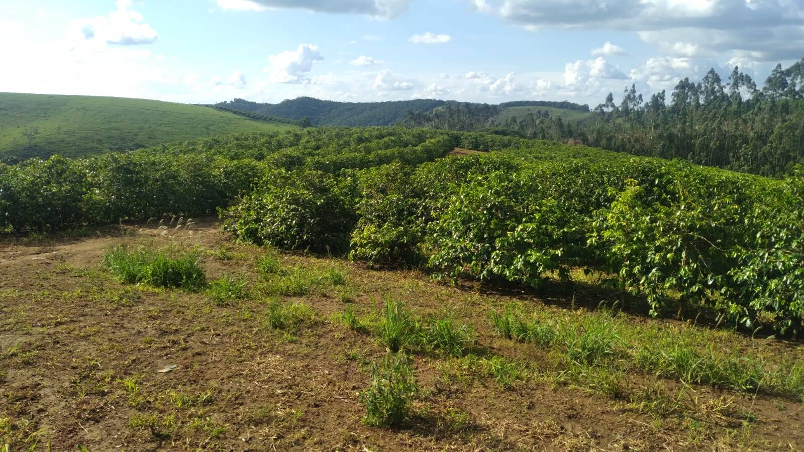 #FA-25259 - Fazenda para Venda em Lambari - MG
