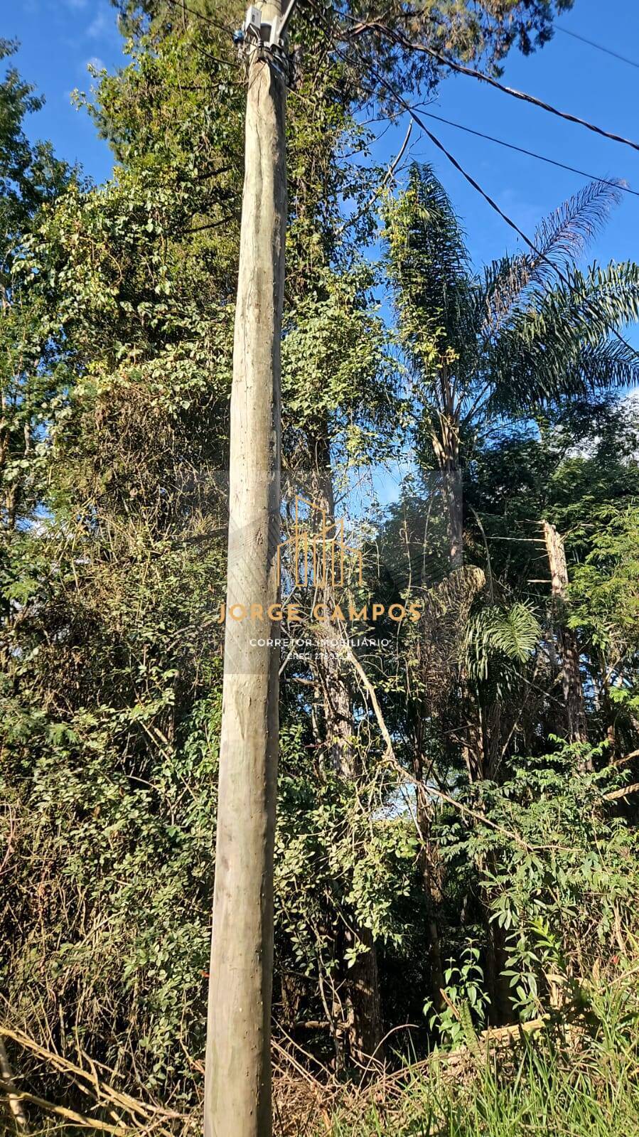 Terreno à venda, 5000m² - Foto 3