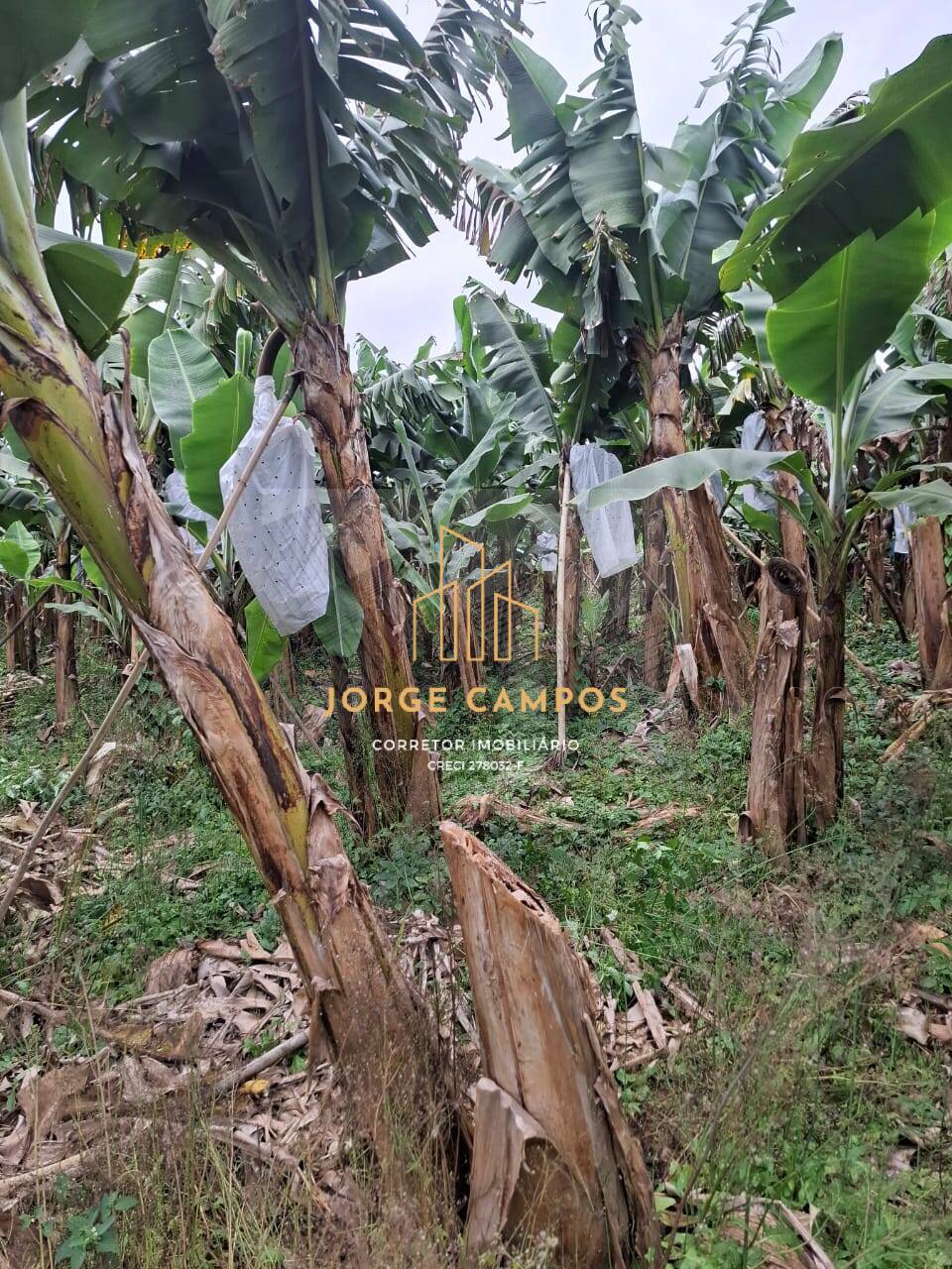 Sítio, 2 quartos, 5 m² - Foto 1