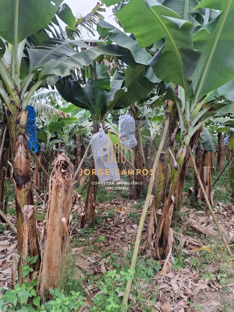 Sítio, 2 quartos, 5 m² - Foto 2