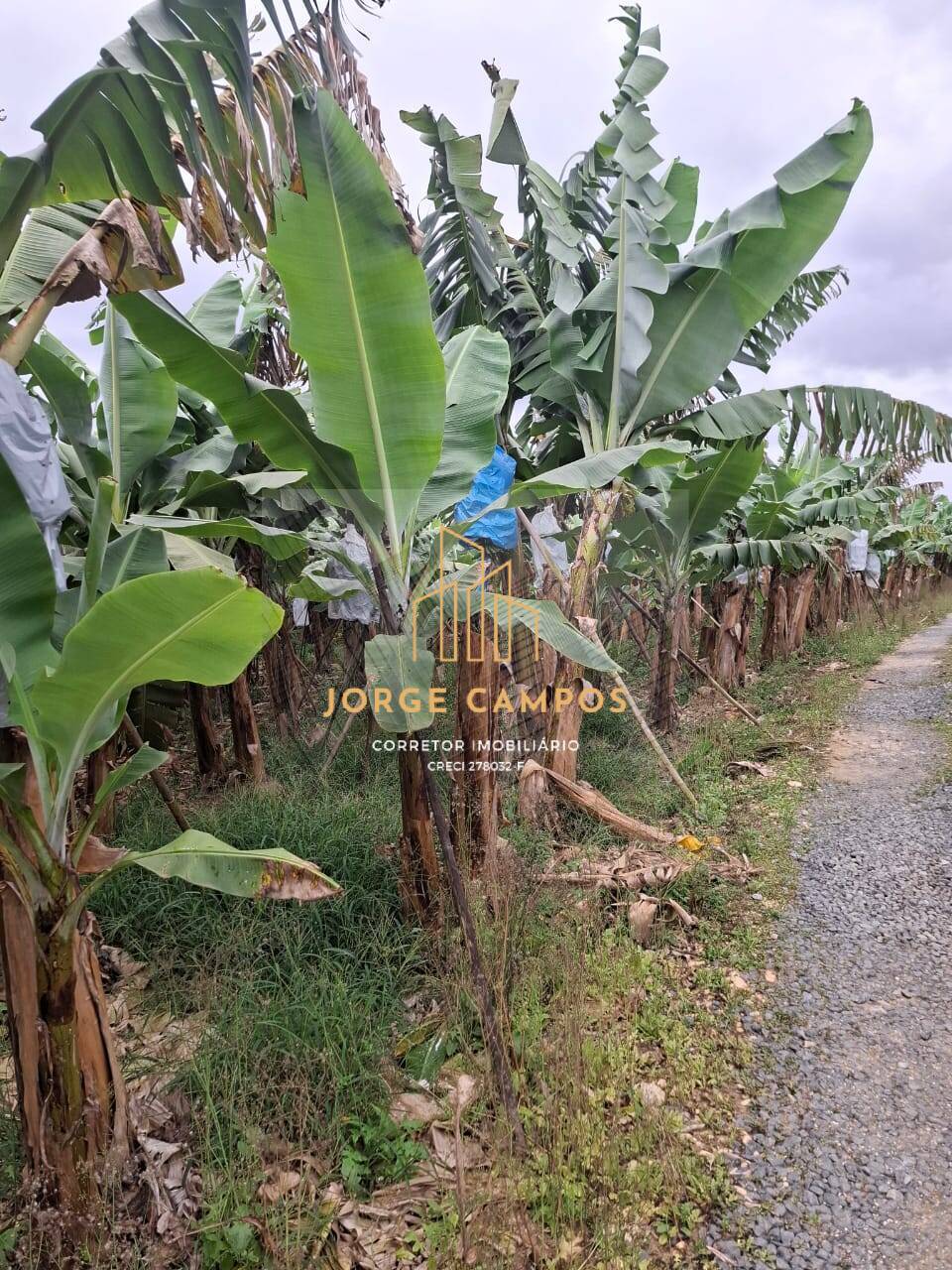 Sítio, 2 quartos, 5 m² - Foto 4