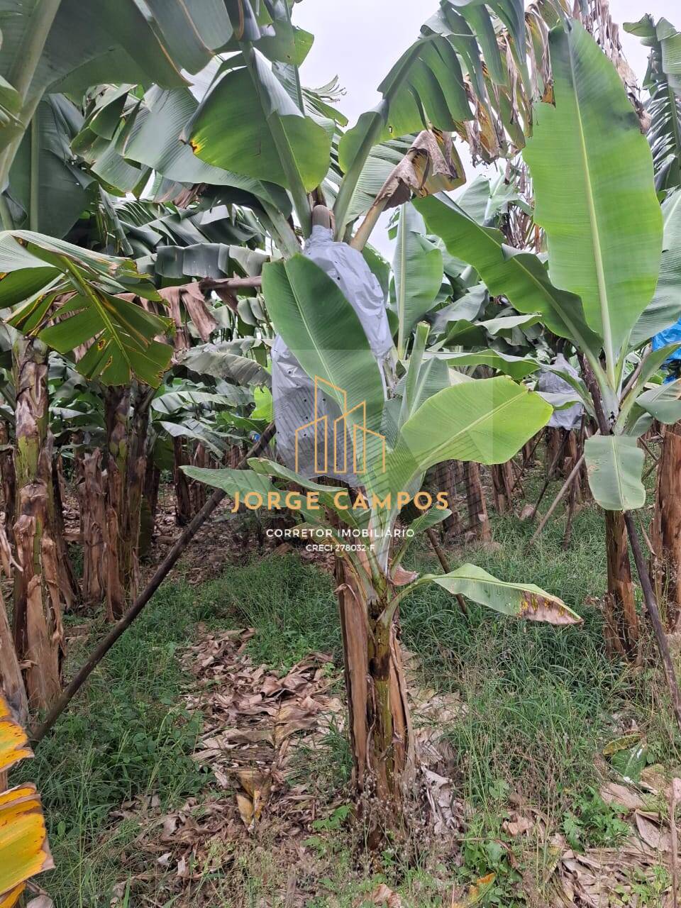 Sítio, 2 quartos, 5 m² - Foto 5