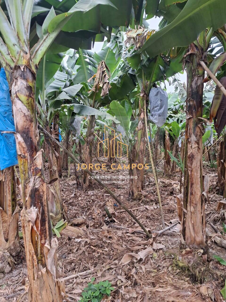 Sítio, 2 quartos, 5 m² - Foto 7