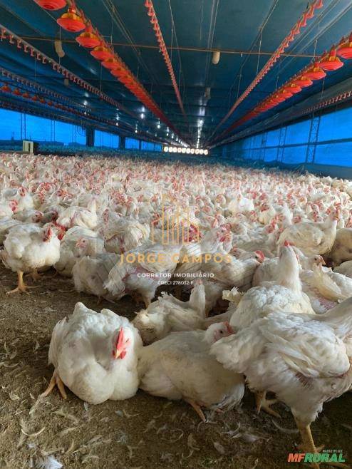 Terreno, 2 hectares - Foto 3