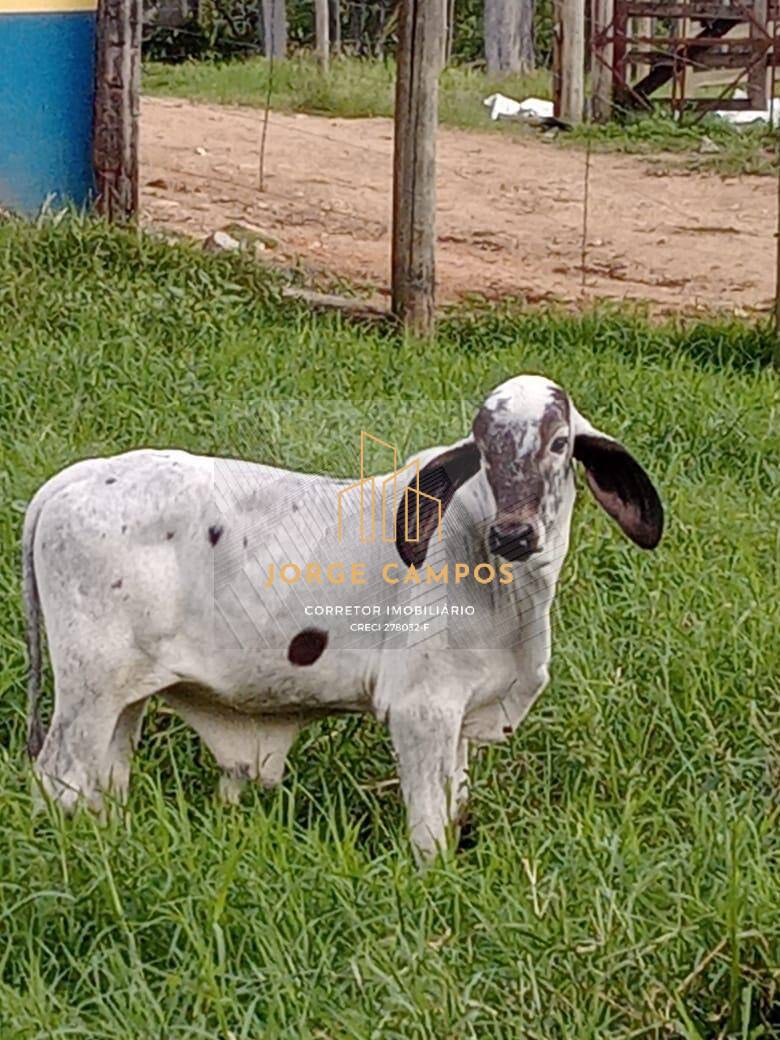 Fazenda, 92 m² - Foto 7